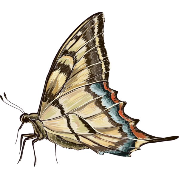 butterfly 11 Thumbnail