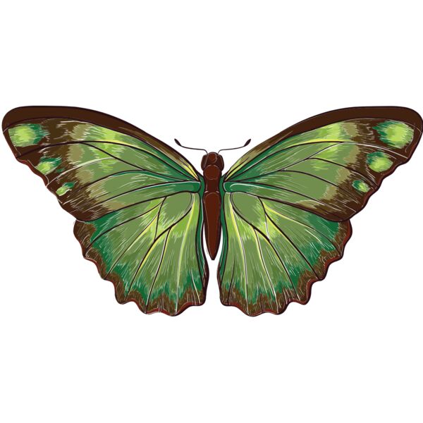 butterfly 6 Thumbnail